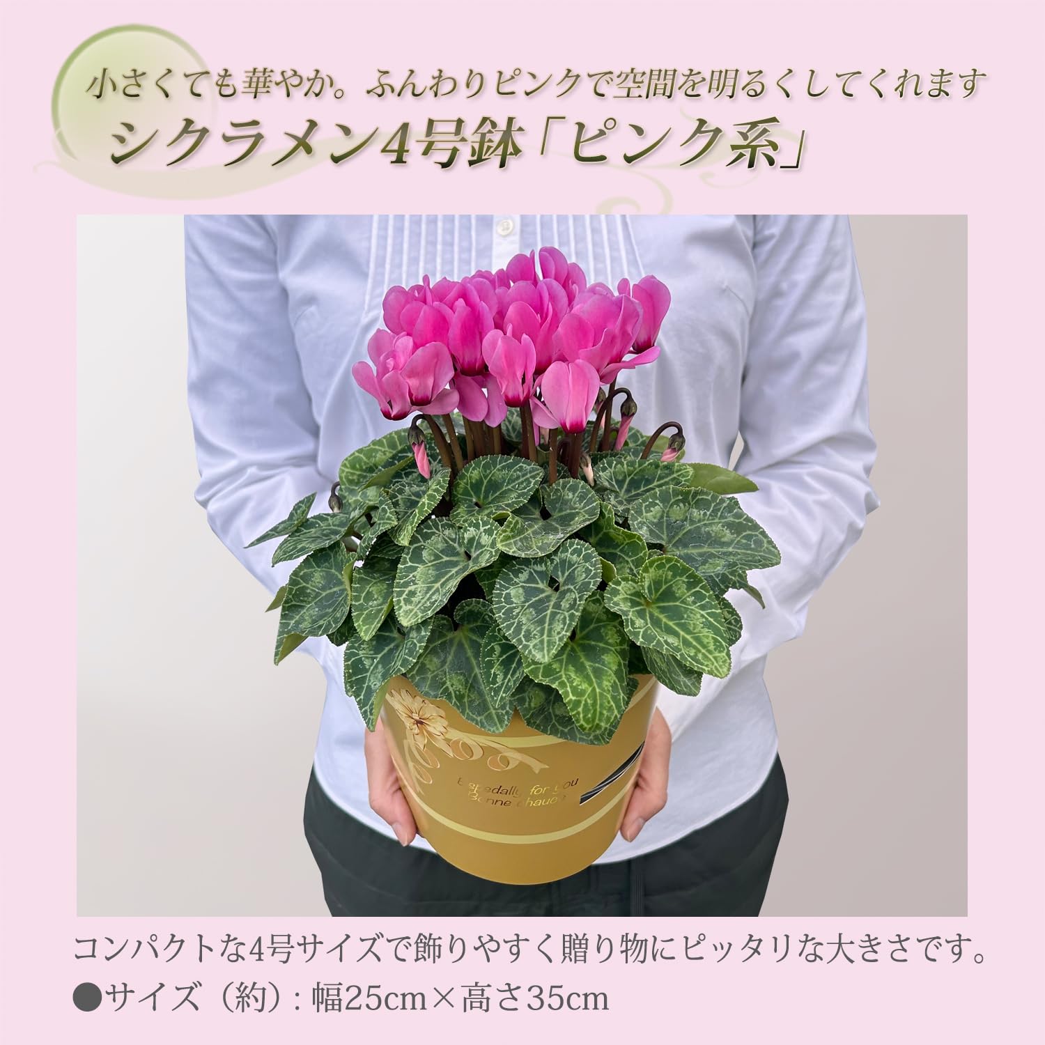 Amazon｜花のギフト社 シクラメン 4号 ピンク ミニサイズ ギフト